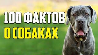 100 ИНТЕРЕСНЫХ ФАКТОВ О СОБАКАХ