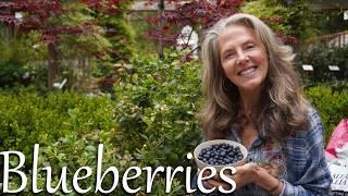 Grow Delicious Blueberries in Zone 9B: Your Blueberry Growing Journey Begins Here!  #blueberries