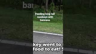 Feeding long tail monkeys with bananas