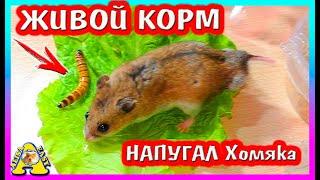 ХИЩНЫЙ ХОМЯК / ЖИВОЙ КОРМ Зоофобас для Хомки / Alisa Easy Pets