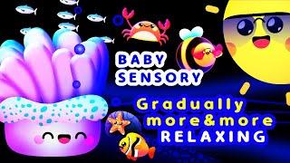 Baby Sensory - Wind down and relax  Infant visual stimulation 🪸 Summer Dreams