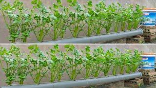 Method for growing hydroponic celery in plastic tubes, anyone can do it at home