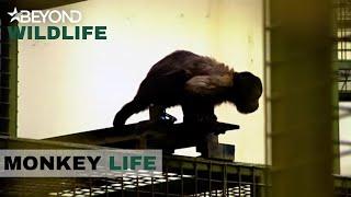 S4E02 | Capuchin Monkey Babe Escapes  | Monkey Life | Beyond Wildlife