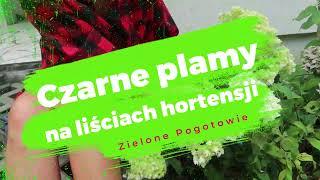 Czarne plamy na hortensjach