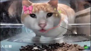 cats eat then mew