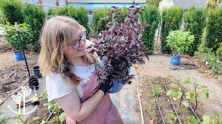 It’s Finally Happening! - The First Plants in My New Border