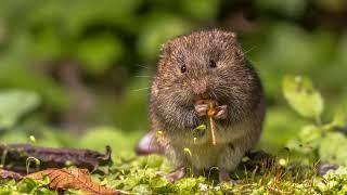 Vole: Facts You Won’t Believe!