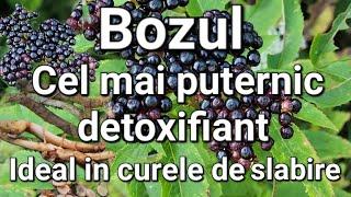 Bozul - Cel mai puternic purgativ și detoxifiant/Când se recoltează?