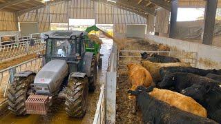 BEDDING UP 100 COWS IN 3 MINUTES WITH A BRAND NEW MACHINE !