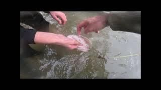 Vidéo Pêche du "Sandre" en Seine !!! Parcours STRICTEMENT JAMAIS touchés par aucun pêcheurs