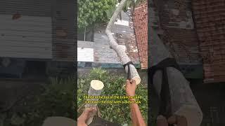 Climb to the top of the branches and cut down the tree with a diesel saw