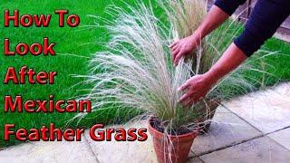 How To Look After Mexican Feather Grass