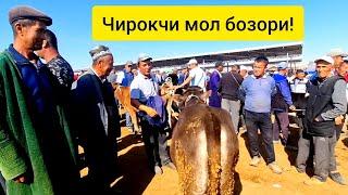 Чирокчи мол бозори нархлари 9.10.2024