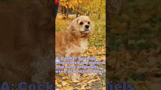 Fun fact about Cocker Spaniel  #shortvideo #puppy #cockerspaniel