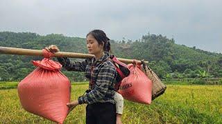 Golden Days in the Fields – Harvest Season of Heaven’s Pearls