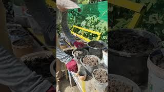 My plants  #succulent #garden #farming #plants #vegetables #naturelife