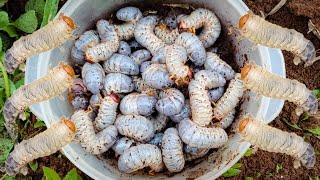 Looking Insects Near Natural Meet Beetle Worms In Coconut Tree | Small Kh