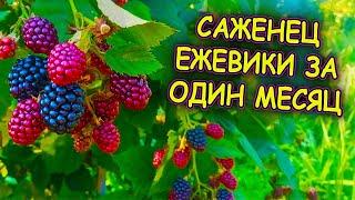 Ежевика размножение летом верхушками молодых побегов за один месяц. Как размножить ежевику.