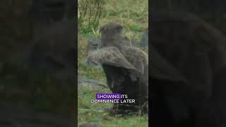 Eagle vs snake #wildlife #animals #fyp