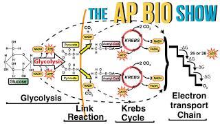 Cellular Respiration Explained for AP Bio Students Like You!