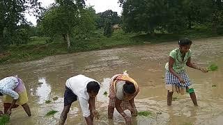 AIKPYS  ki Students Log v  रोपा गीतisme kam krrh roopa geet