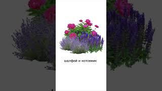 Пионы и два красавчика #garden #садоводничество #цветыдлядома #дача #flowers #сад