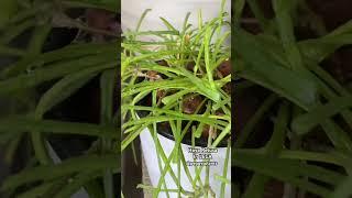 Hoya Retusa Grown Only in LECA