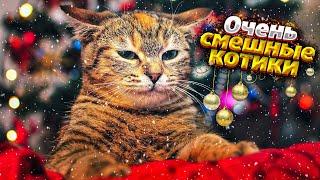 Очень смешные коты/Смешные коты 2024 года/ Приколы с котами