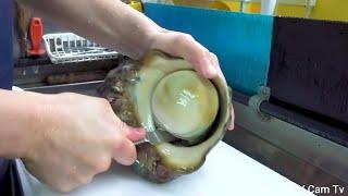 Japanese street Food,GIANT CONCH FROM THE SEA