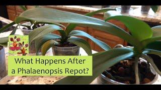 What Happens After a Phalaenopsis Orchid Repot? | Positive Signs of New Roots, Leaves, & Adaptation