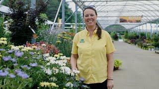 PETITTI | Best Composite Flowers Perfect for Pollinators