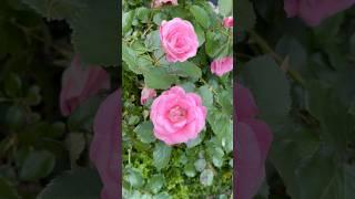 Take a look on my lovely garden #garden #flowers #short #beautiful #blossom #rose #relax #garden #nz