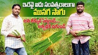 ప్రతి సంవత్సరం మునగసాగు | How to Cultivate Moringa | Drumstick Farming | AgriTech Telugu