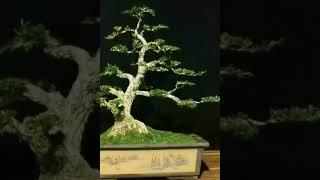 How To Start Bonsai Making From Small Plant 2023 #bonsai #satisfyingvideos #shorts