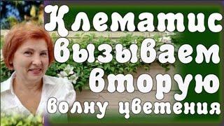 КЛЕМАТИС УХОД - маленький секрет - вызываем повторное цветение клематиса