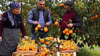  Village Harvest: Drying Fresh Red Persimmons 