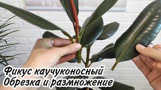 Фикус каучуконосный. Обрезка и размножение фикуса эластика