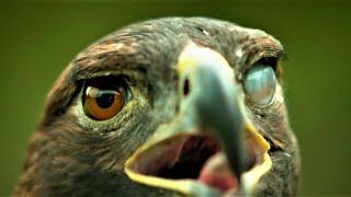 Magic Eagle Eye Blinking Eagle Eye:"Slow Mo" Left Eye Blinking | "Insane Eagle Eye"