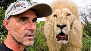 Aggressive LION Makes Pride Tense | The Lion Whisperer