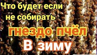 ️Собирать или не собирать гнездо пчёл в зиму