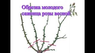 Весенняя обрезка молодых, годичных саженцев роз. Питомник Роз Полины Козловой - rozarium.biz