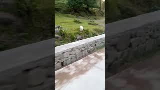 #youtubeviewsincrease #kashmirbeauty #beautifulplace #azizmianqawwal #ajknews #imrankhan