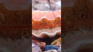 Did you know Scallops have eyes??  #shorts #scallops