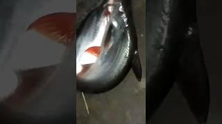 #chuchutabib Bangladeshi fish recipe