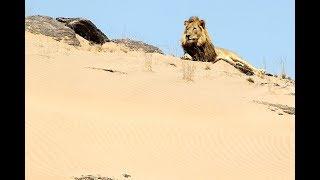 Lions de Namibie, les rois du désert [Documentaire animalier 2018 | HD]