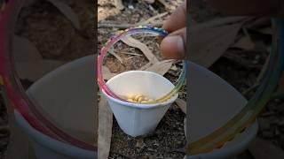  The guy shows SURVIVAL skills in the FOREST ⏳#camping #survival #bushcraft #outdoors #lifehack