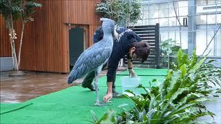 shoebill ハシビロコウ 　「ありがとう酉年　ビロトーク　10時の部」