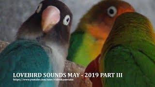 2 HOURS LOVEBIRD SOUNDS - MAY 2019 PART 3