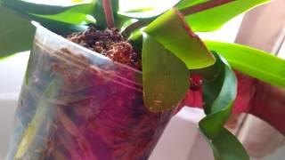 Indoor garden update:  Orchids, life and things!