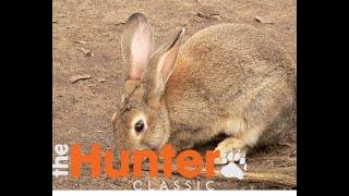 the Hunter Classic. Охота на кролика для НОВИЧКОВ.